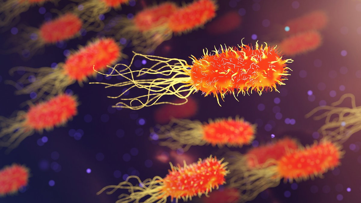 Immunsystem Bakterien
