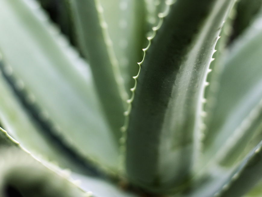 Aloe vera Haare: Der Beauty-Allrounder für strahlendes Haar