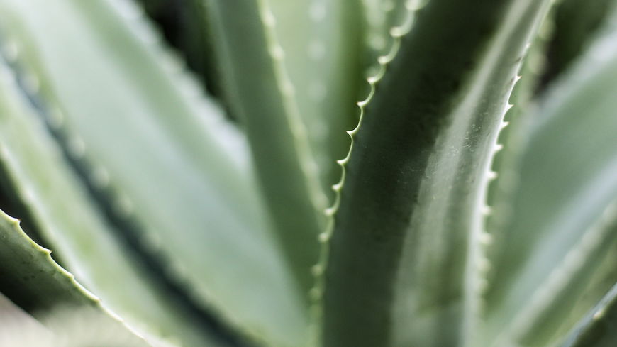 Aloe vera Haare: Der Beauty-Allrounder für strahlendes Haar