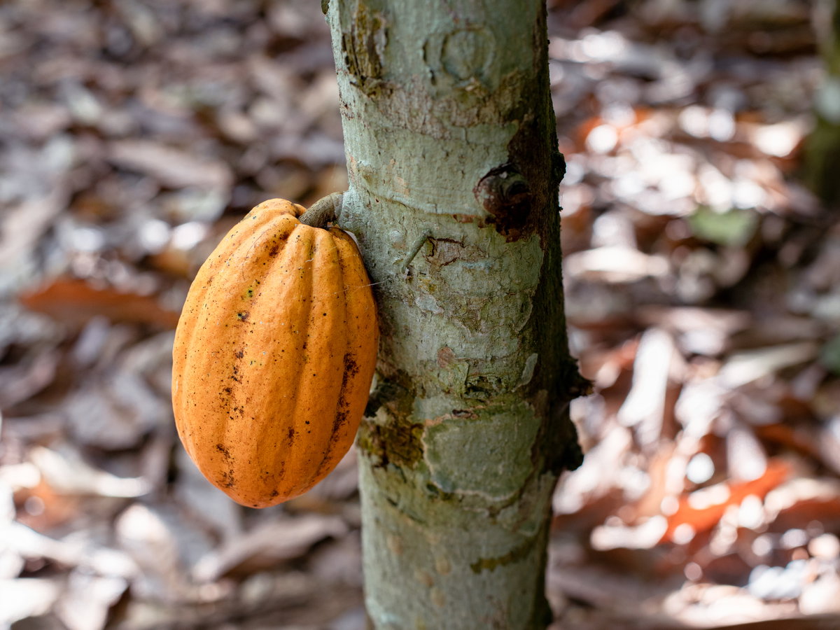 Kakaobohne an Baum