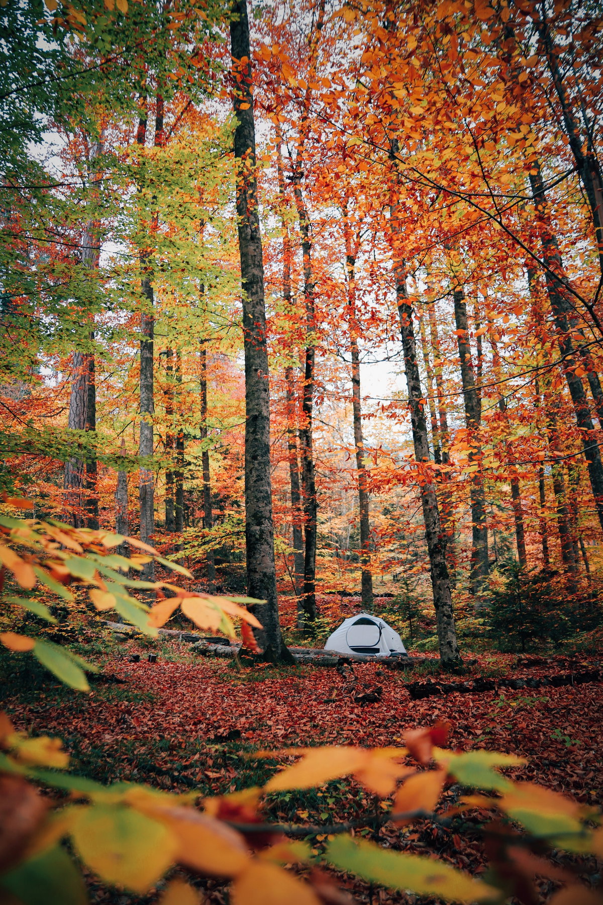 Zelt im Wald