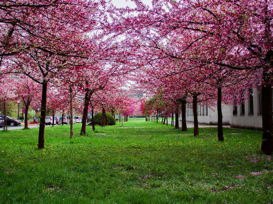 Kirschblüte