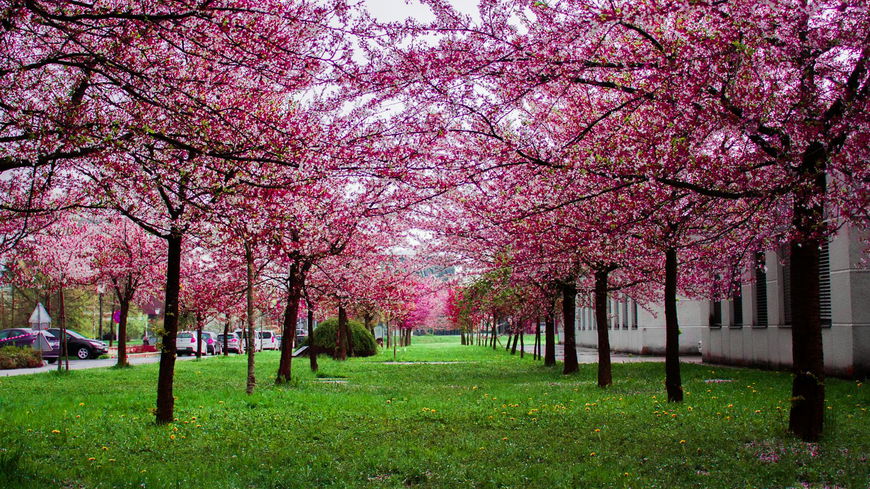 Das sind die 5 schönsten Orte zur Kirschblüte in Deutschland