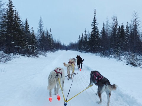 Schlittenhund-Fahren-Arktis