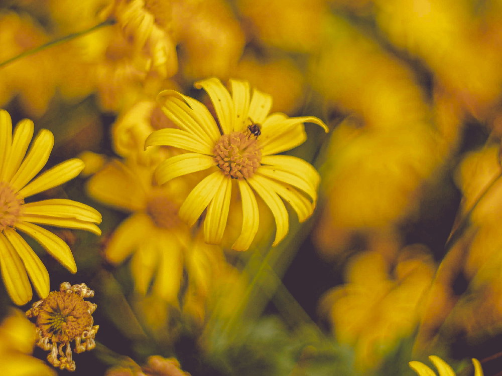 Blütenpollen sind das neue Superfood und das sind ihre Vorzüge