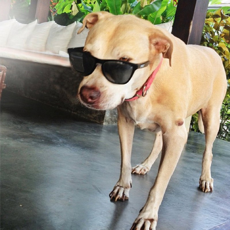Der Checker: Gisele Bündchens Hund