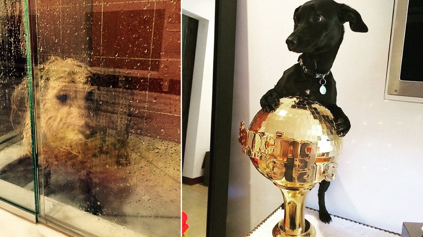 Funny Dogs: Das denken diese Promi-Hunde (...und die Katze von Sam Smith)