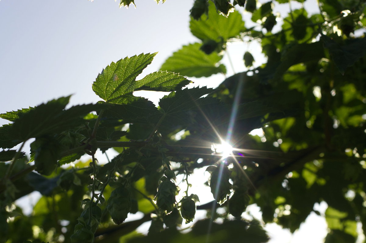 Grüne Blätter wehen im Wind
